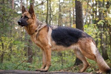 2b81087dafe266cecb84ae8c5455d616