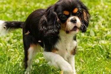 a57c5103e72032c585712c72143dec24