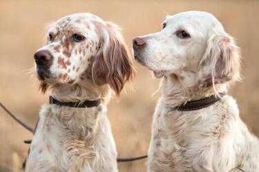 b3f5ef78ef0f658df06e64c2123752af