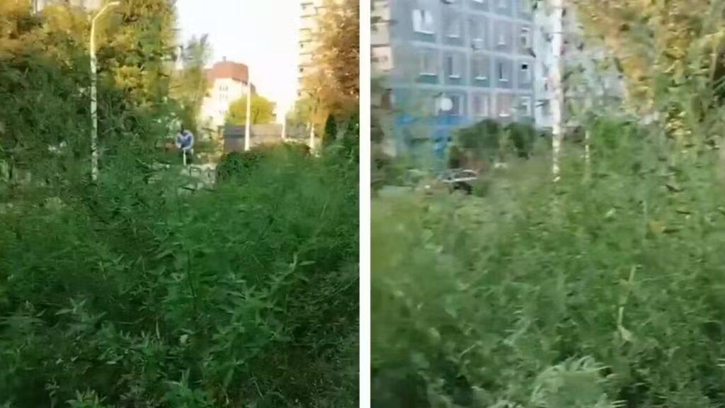Амброзія-Гігант у Серці Дніпра