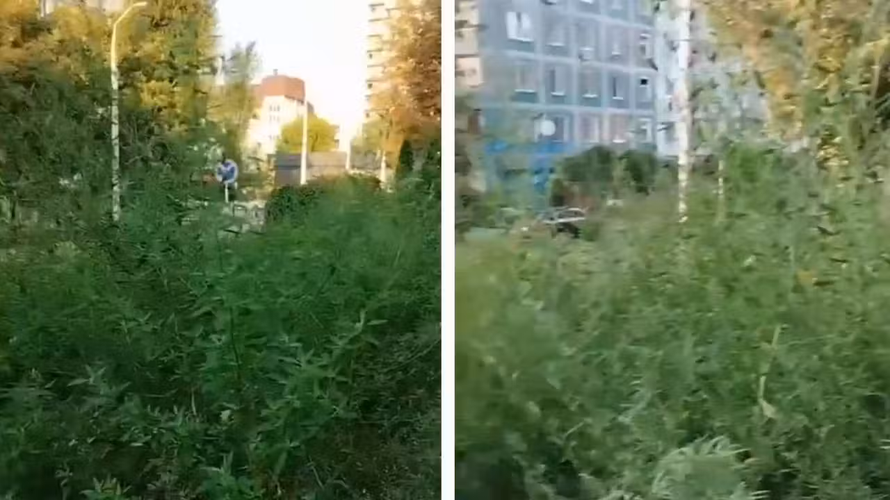 Амброзія-Гігант у Серці Дніпра