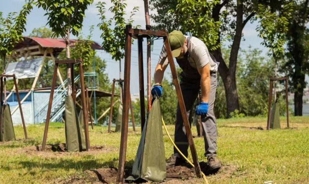 Дніпровські газони, дерева та троянди: 27 мільйонів гривень на красу міста